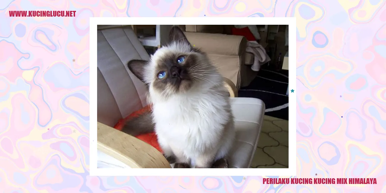 Kucing Mix Himalaya
