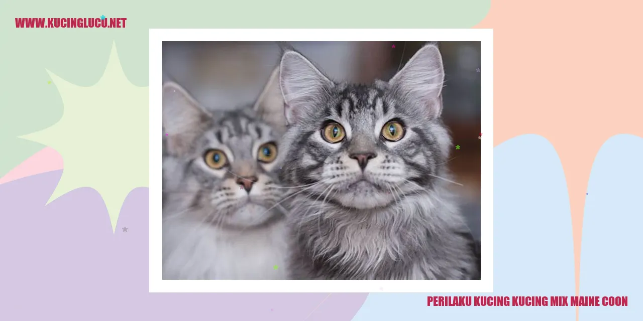Gambar perilaku Maine Coon