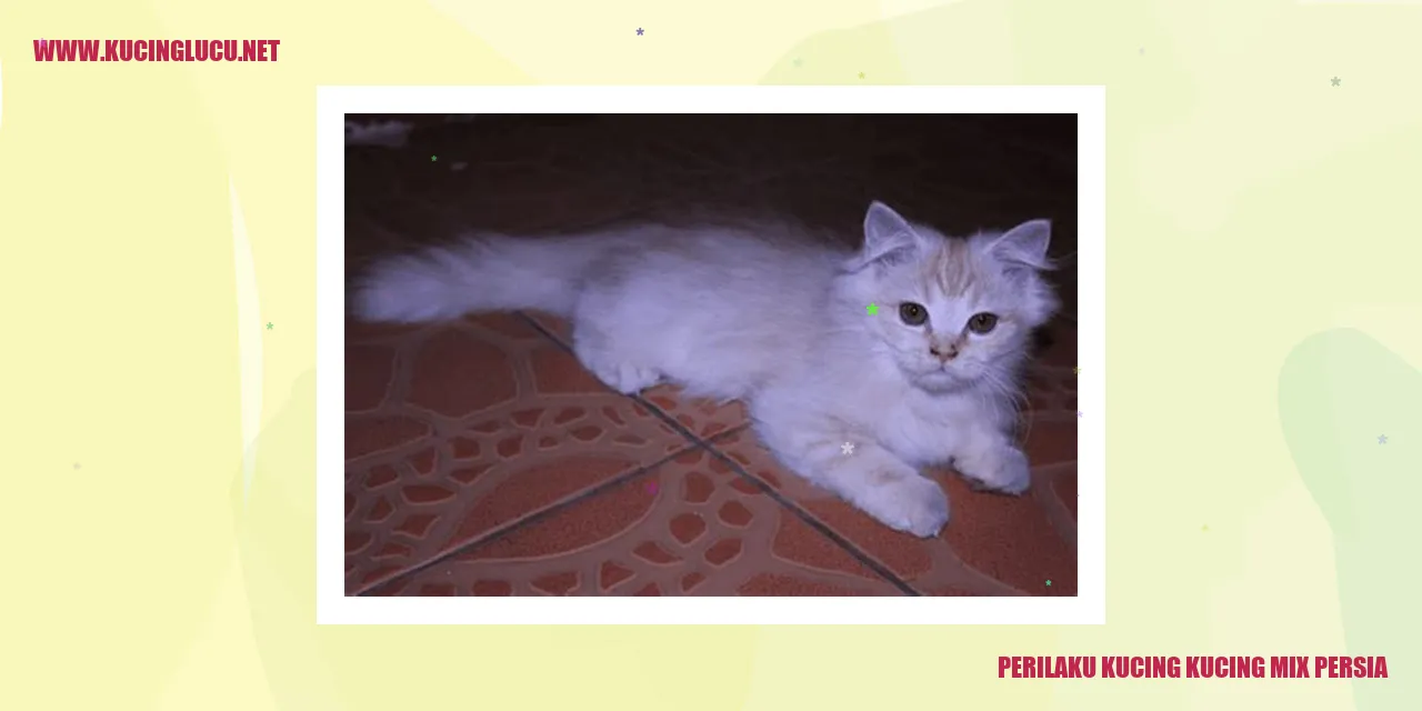 Perilaku Kucing Mix Persia