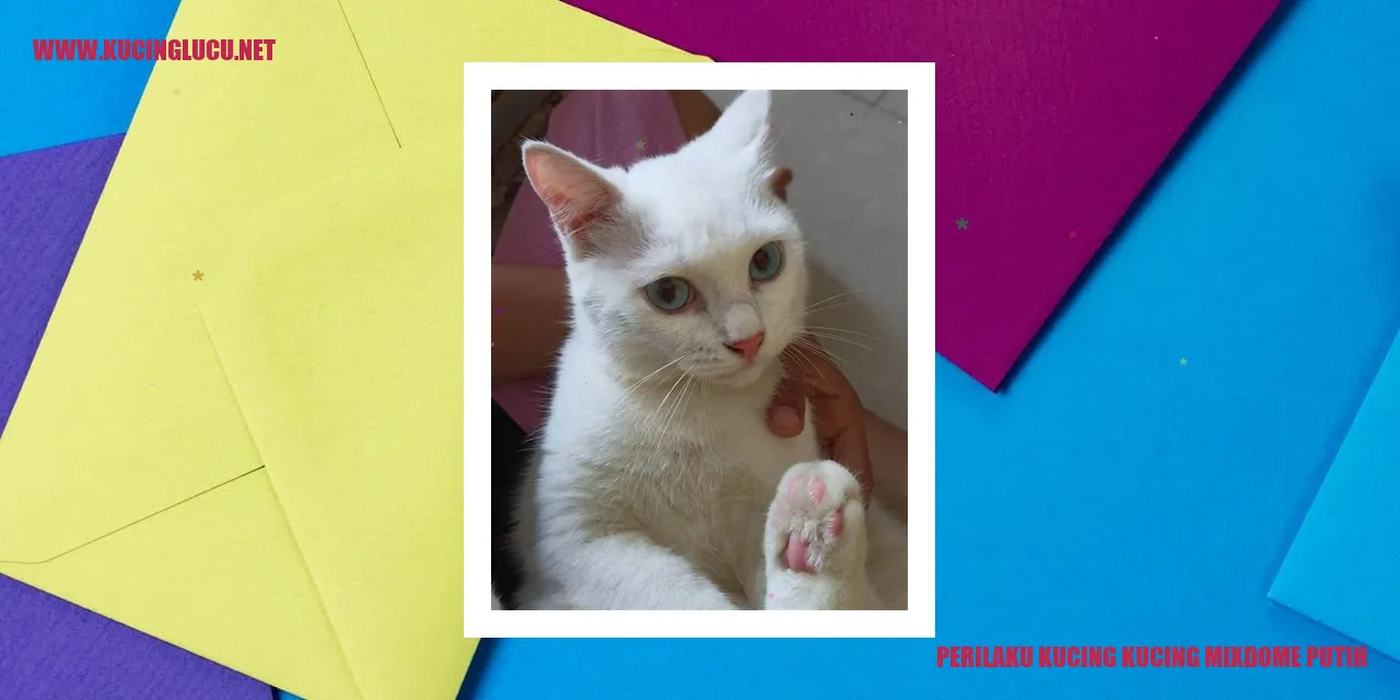 Kucing mixdome putih