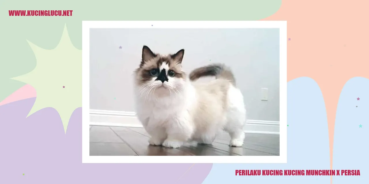 Kecantikan Kucing Munchkin x Persia