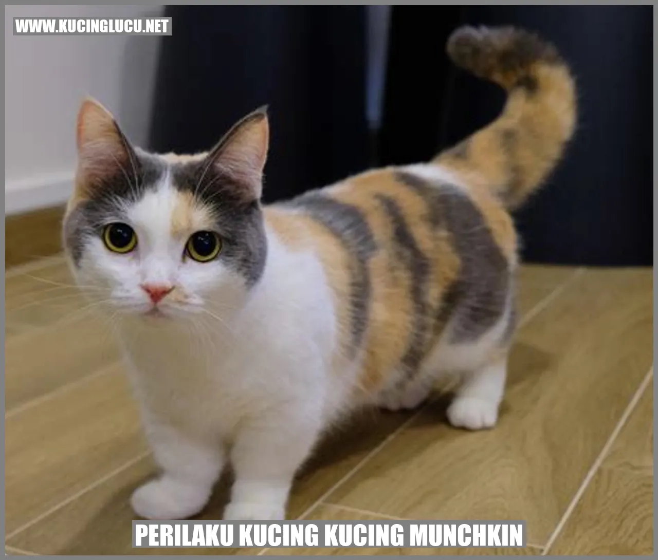 Gambar Kucing Munchkin