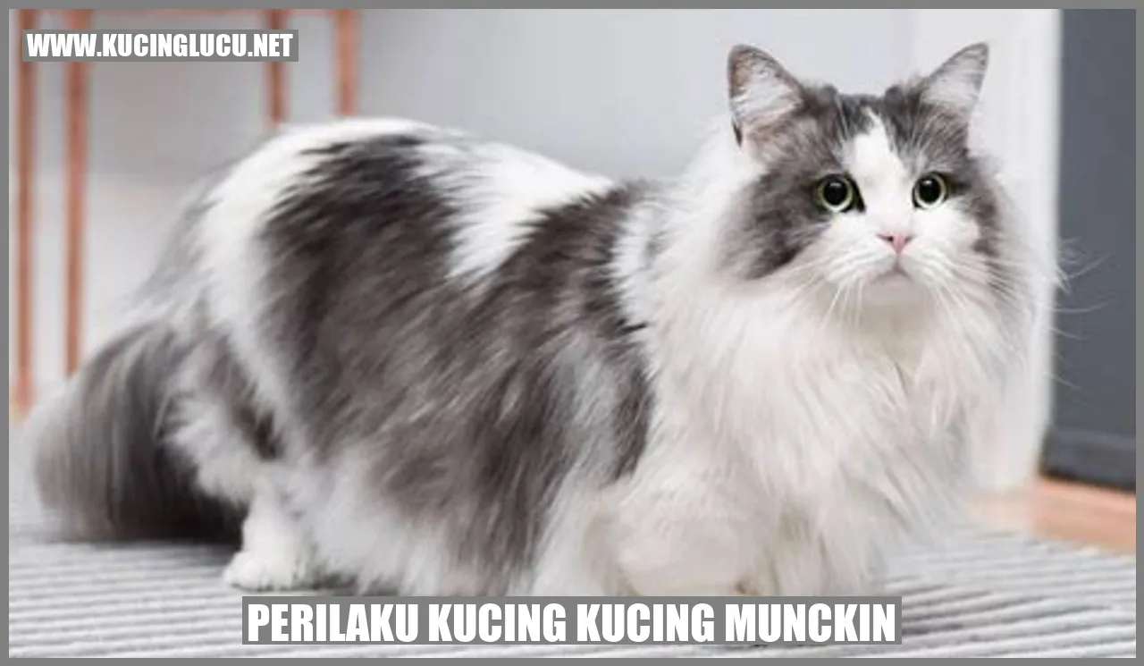 Kucing Munchkin