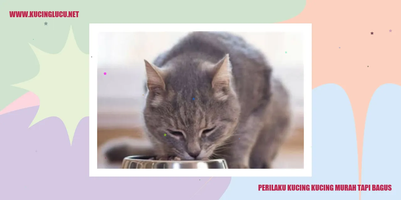 Foto kucing yang menggemaskan