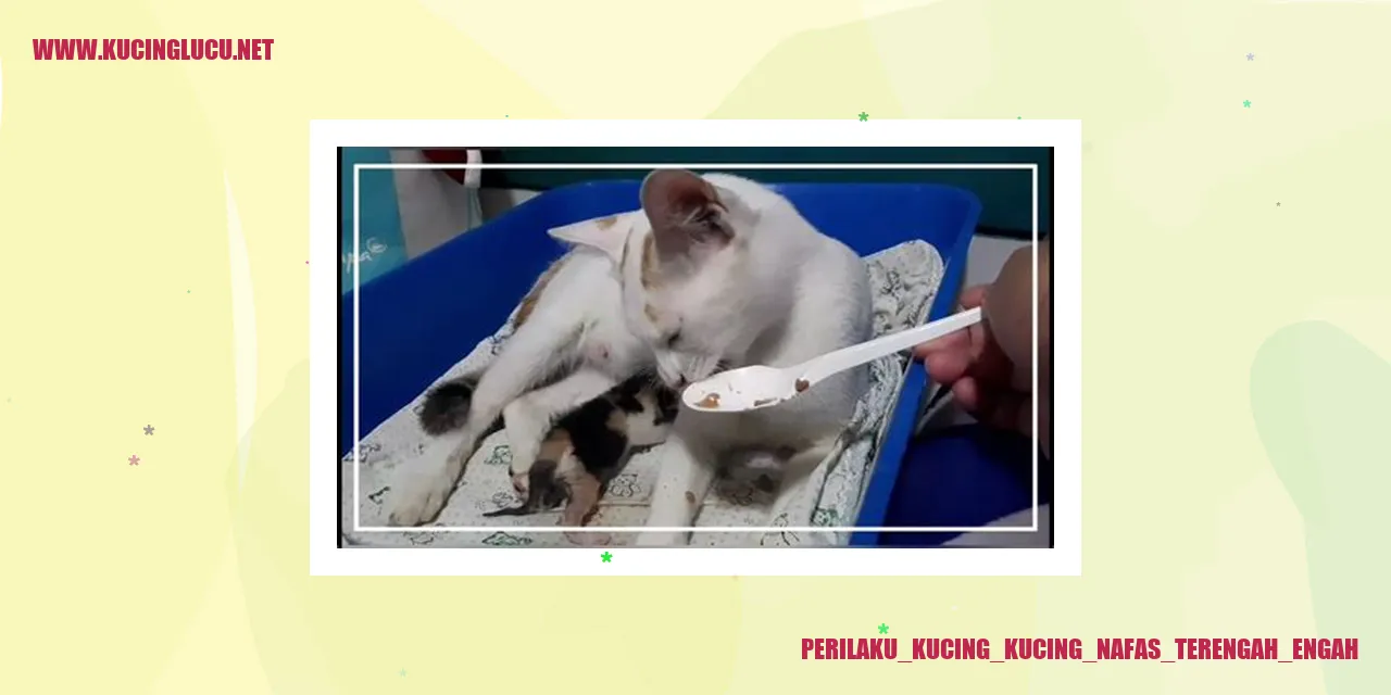 Kucing bernapas terengah-engah
