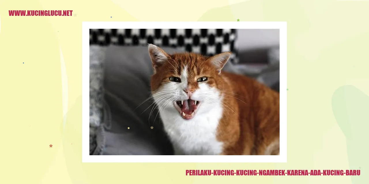 Perilaku Kucing yang Ngambek karena Ada Kucing Baru