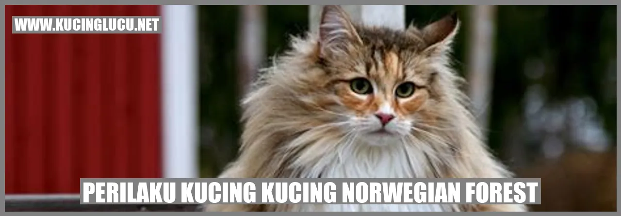 Perilaku Kucing Kucing Norwegian Forest