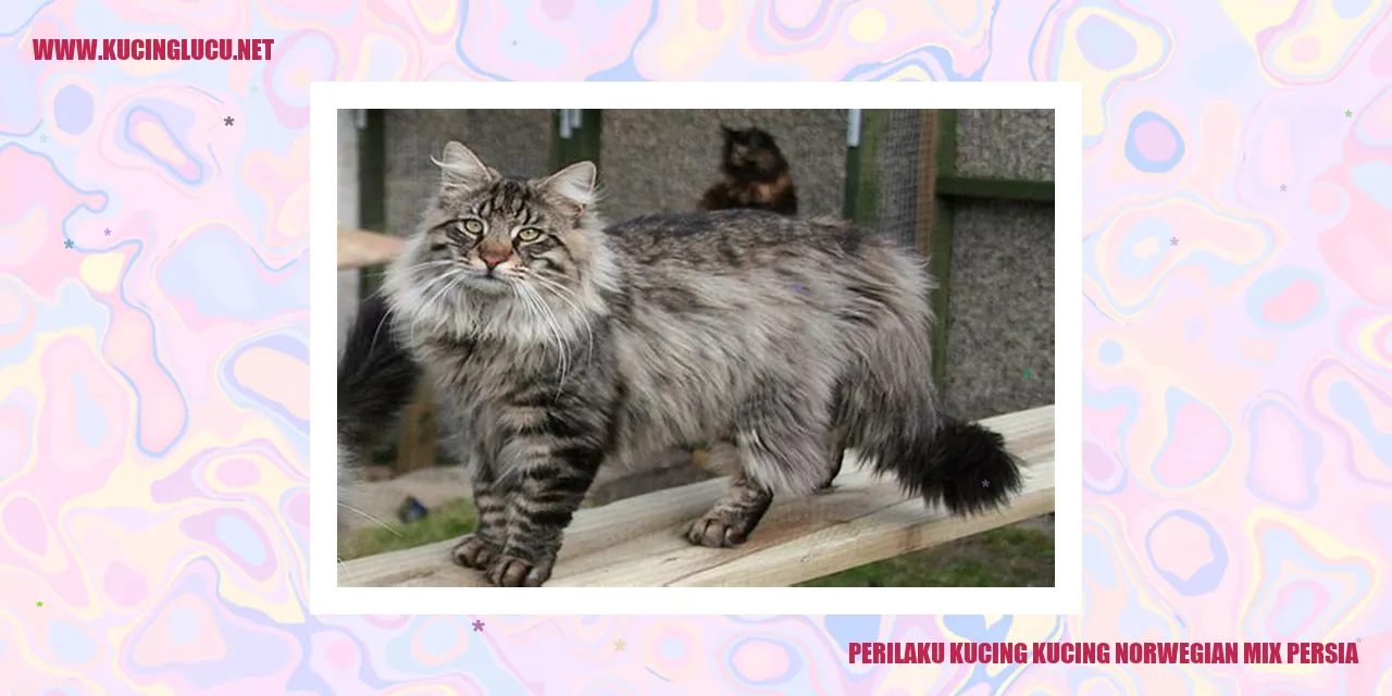 Kucing Campuran Norwegian dan Persian