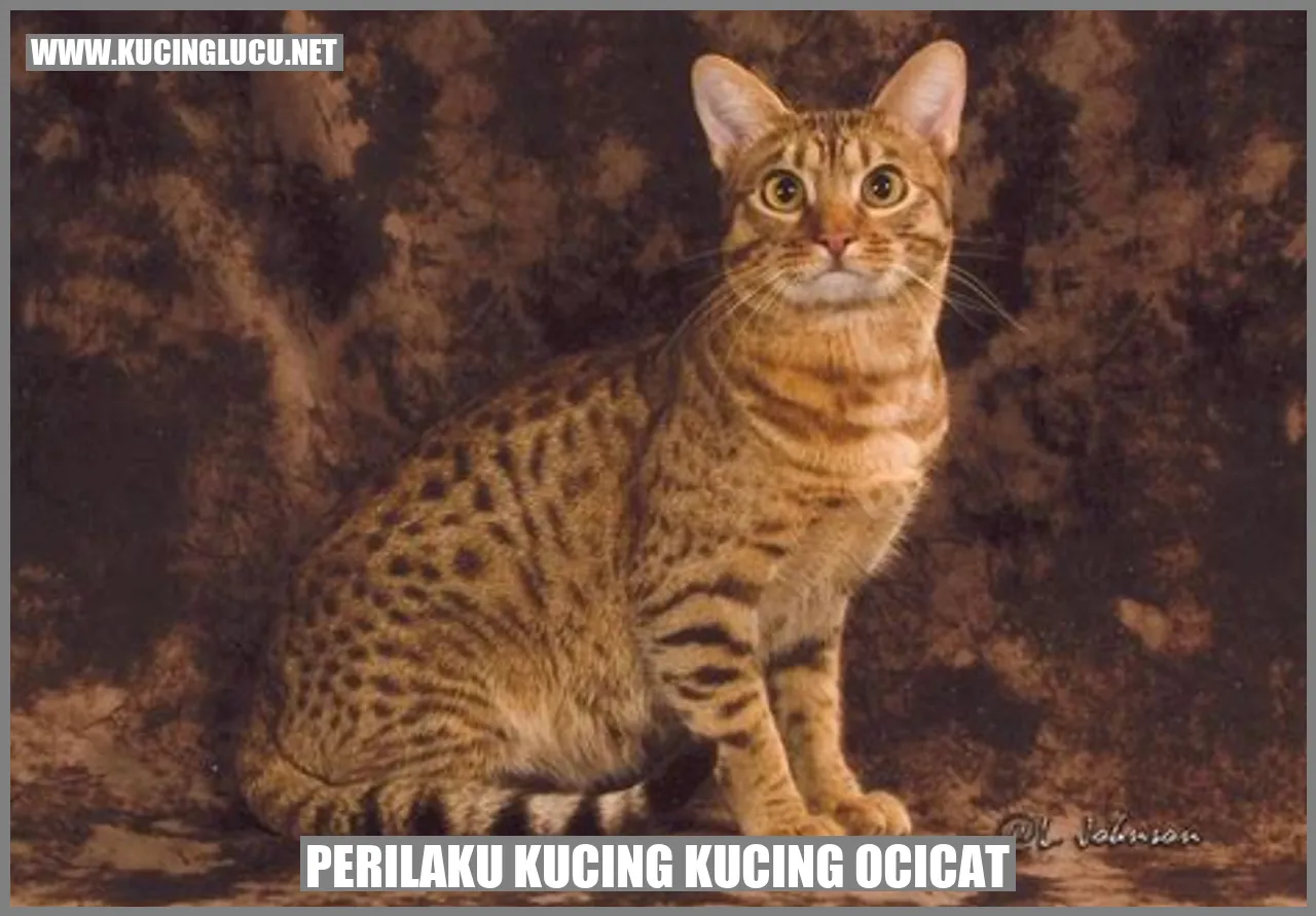 Kucing Ocicat
