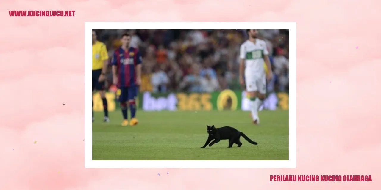 gambar kucing berolahraga