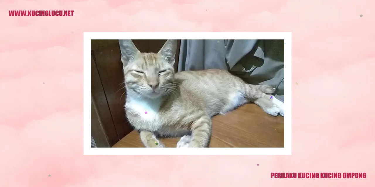 Perilaku Kucing Kucing Ompong