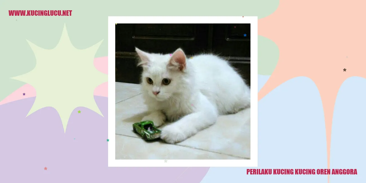Kucing-kucing Oren Anggora