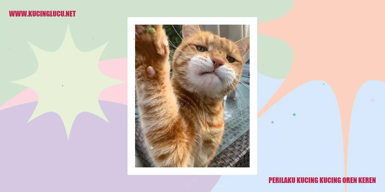 Gambar Kucing Oren yang Menggemaskan