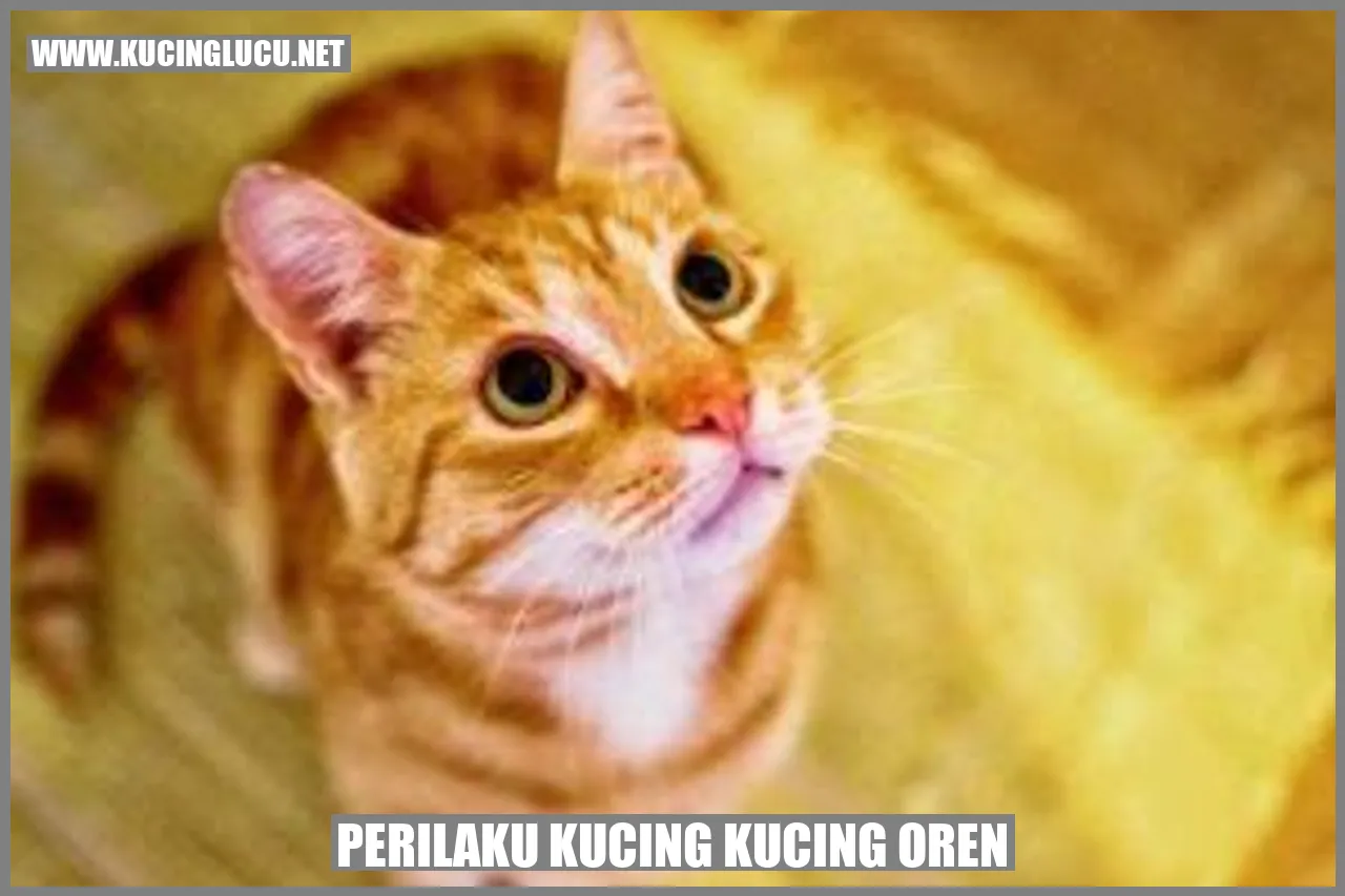Gambar kucing oren