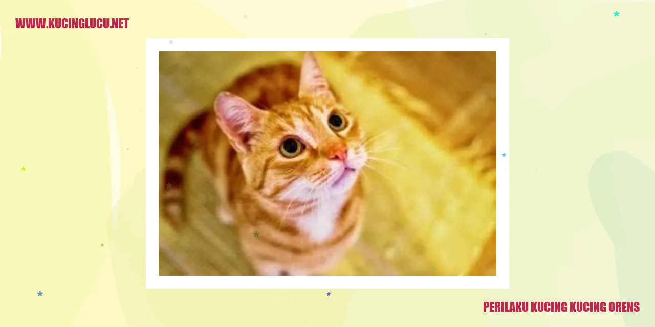 Perilaku Kucing Kucing Orens