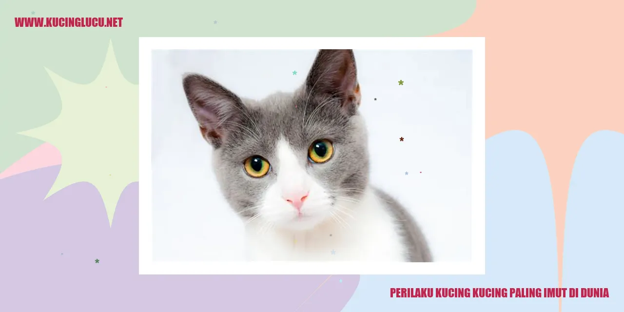 Perilaku Kucing Paling Imut di Dunia