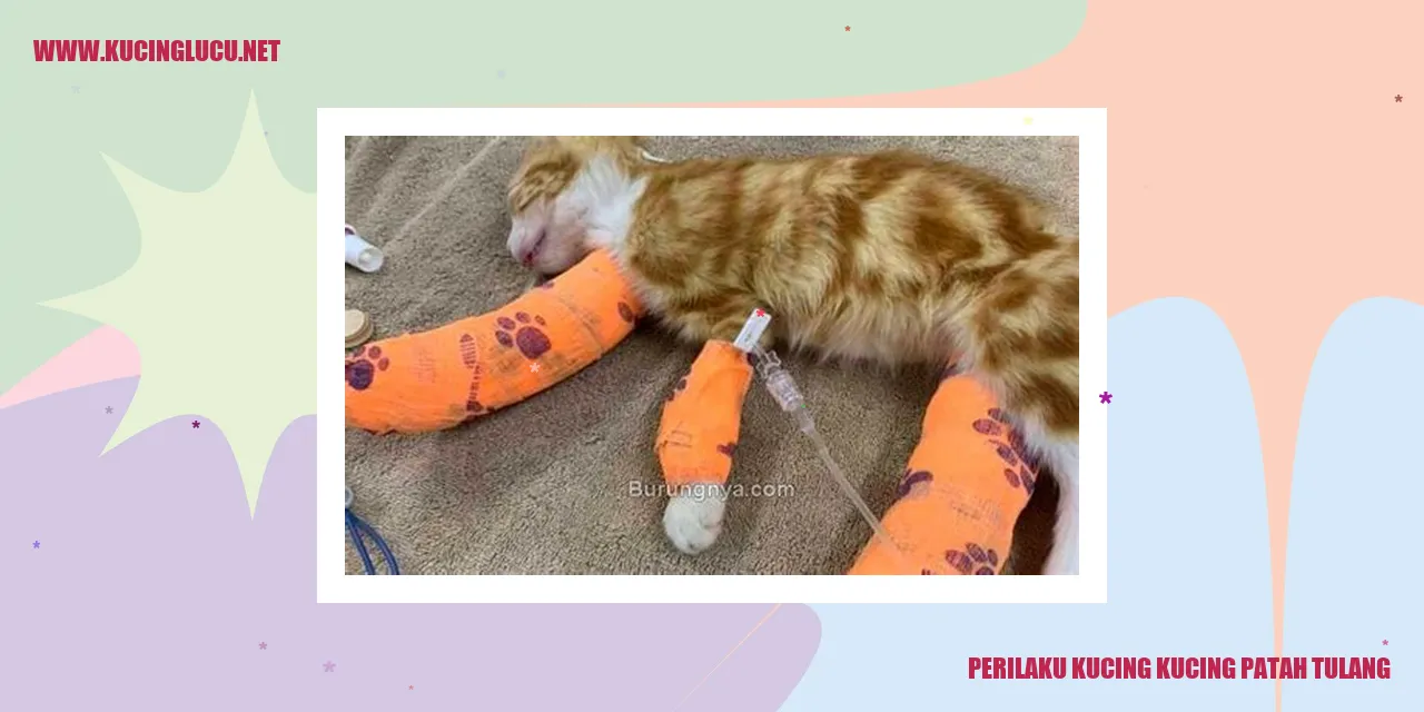 perilaku kucing patah tulang