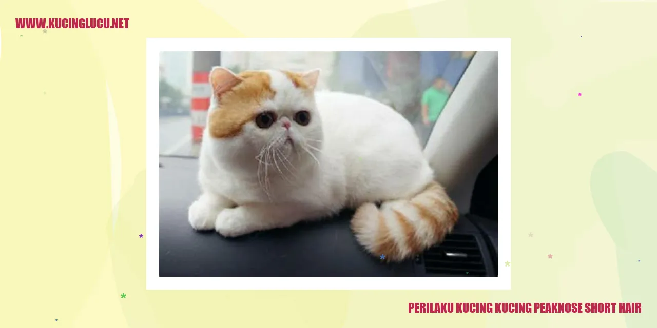 Perilaku Kucing Peaknose Short Hair