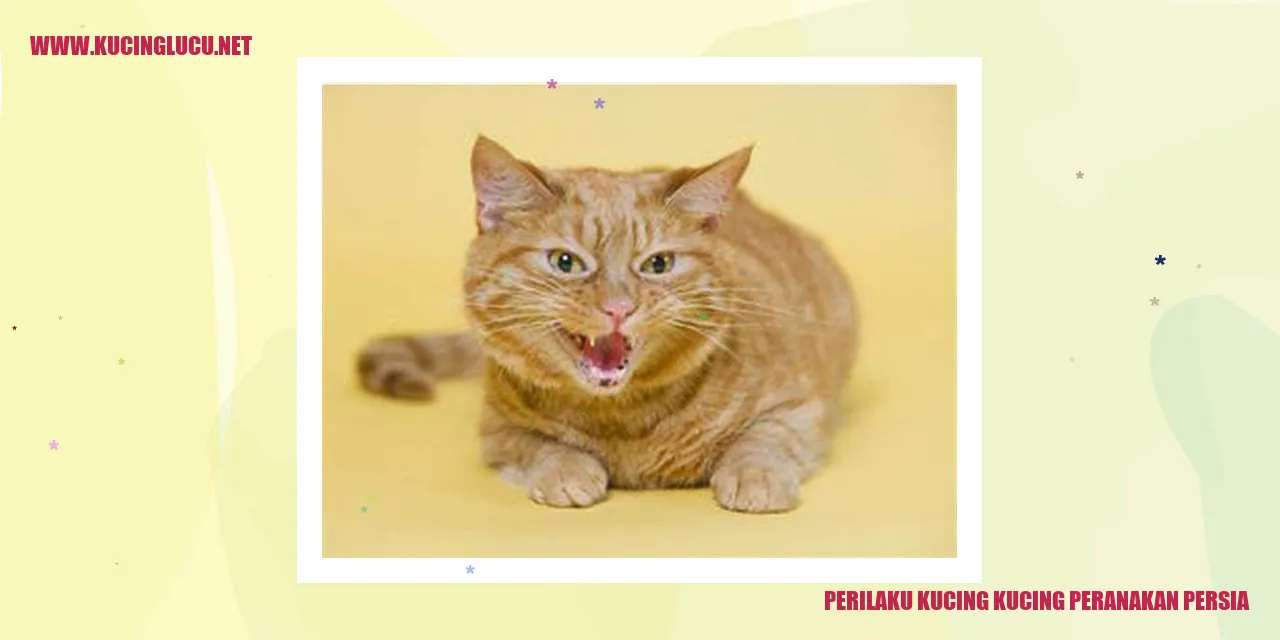 Gambar Kucing Peranakan Persia