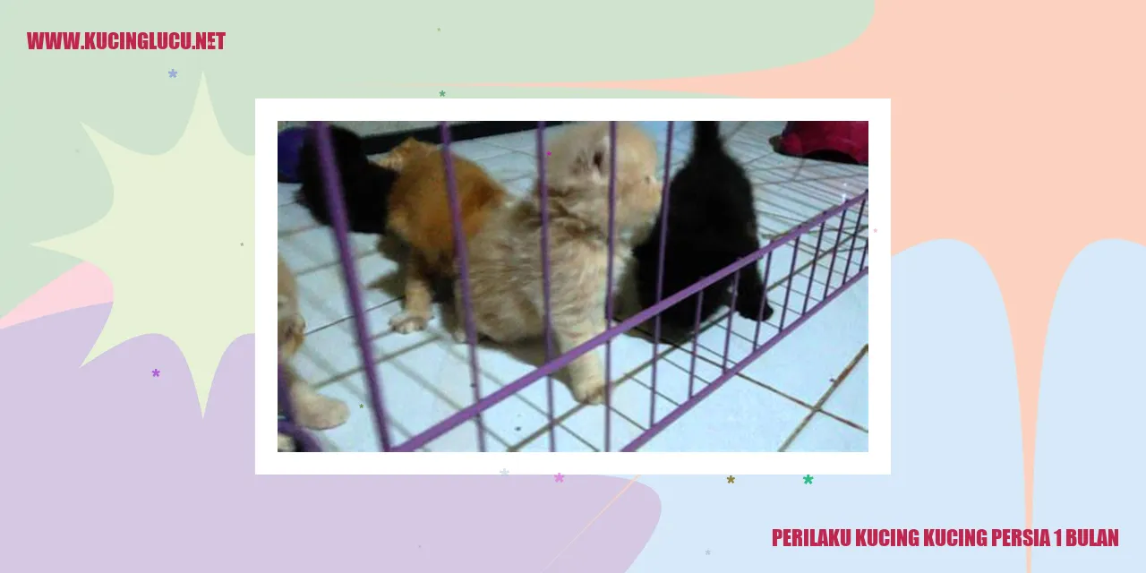 Gambar kucing persia 1 bulan