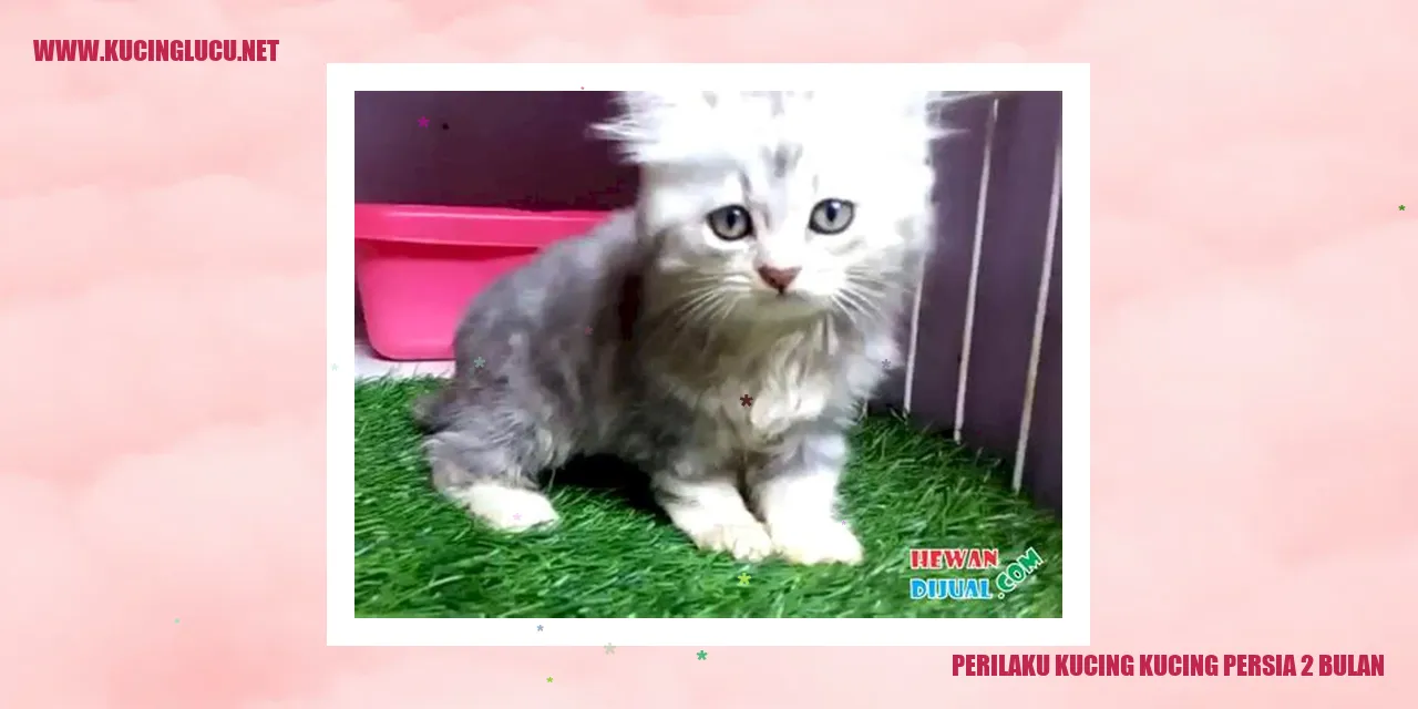 Foto kucing persia