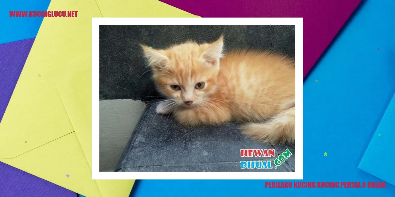 Kucing Persia 3 Bulan