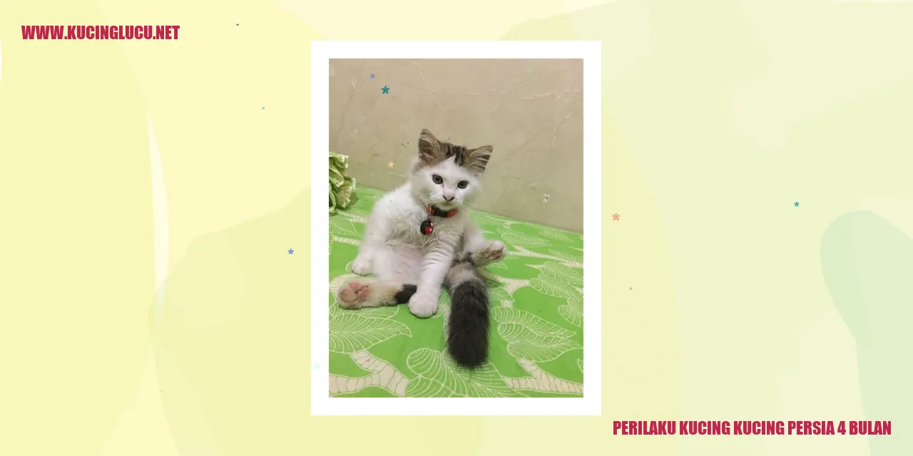 Perilaku Kucing Kucing Persia 4 Bulan