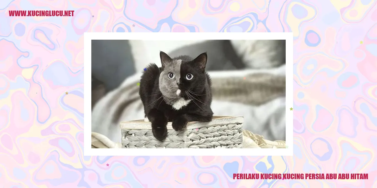 Kucing Persia Abu Abu Hitam