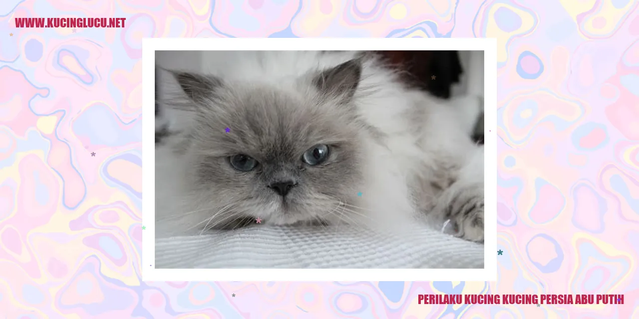 Perilaku Kucing Kucing Persia Abu Putih