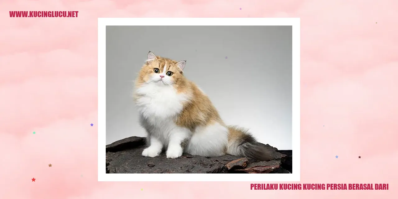 Kucing Persia