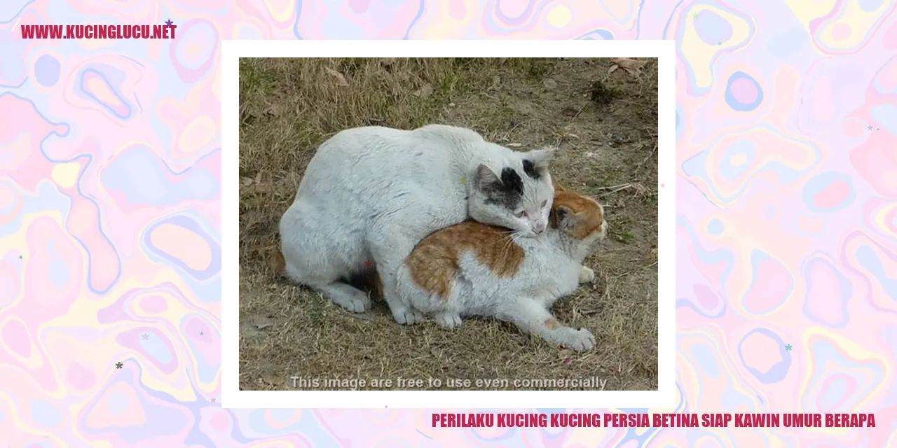 Kucing Persia Betina Siap Kawin