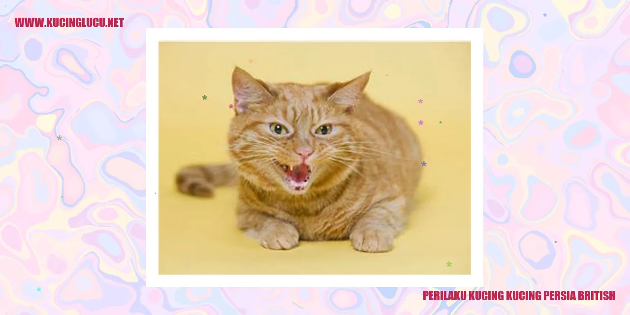 Gambar Kucing Persia British