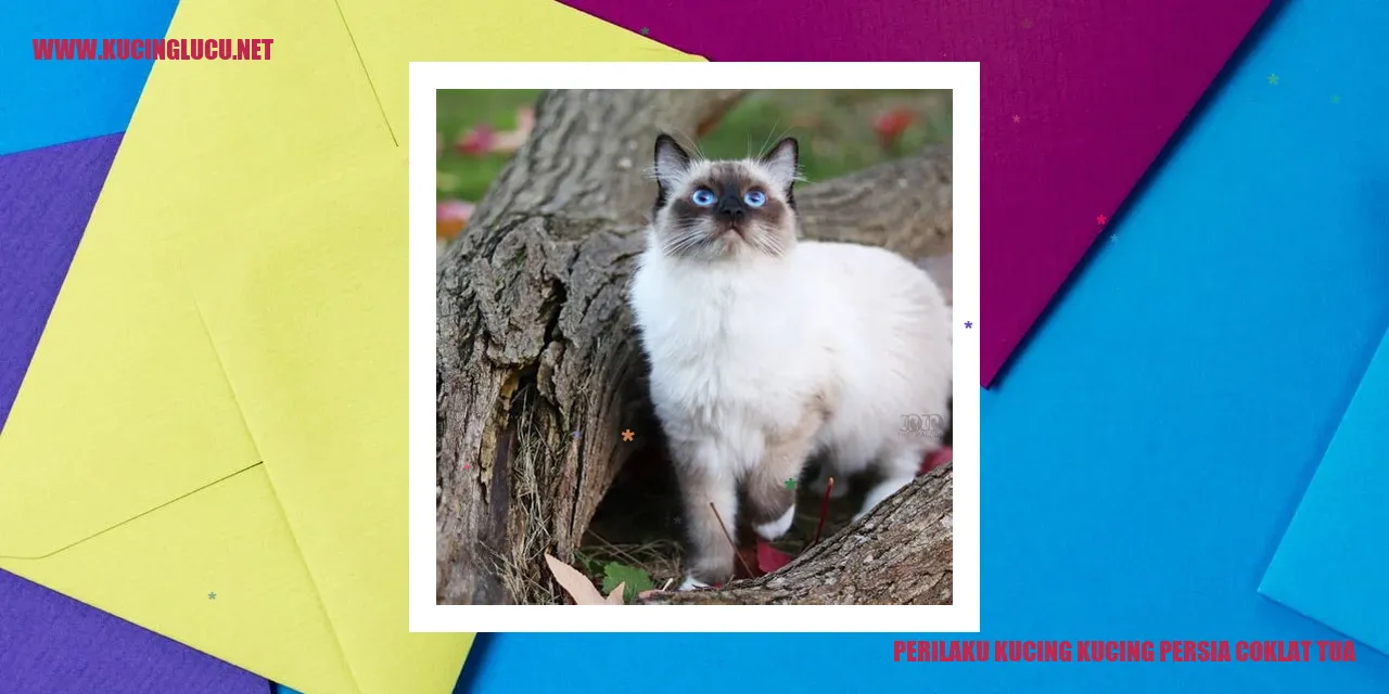 Kucing Persia Coklat Tua