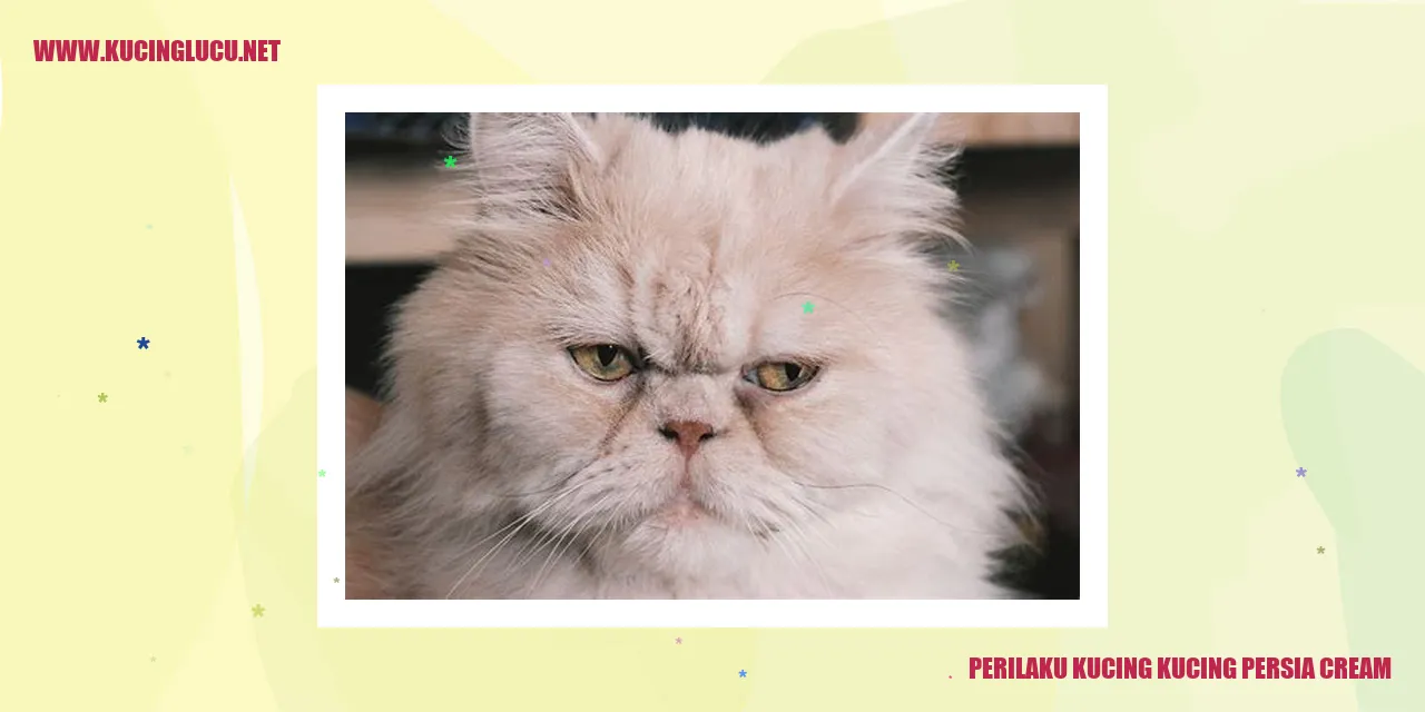 Kucing Persia Cream