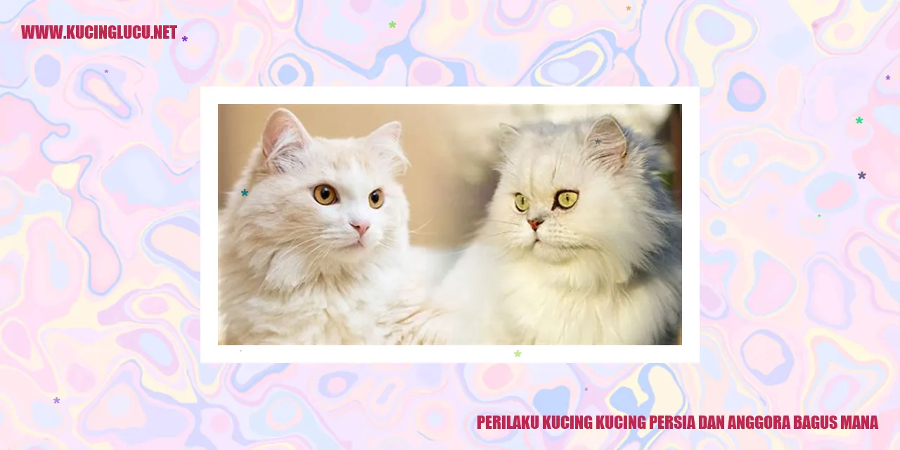Kucing Persia dan Anggora