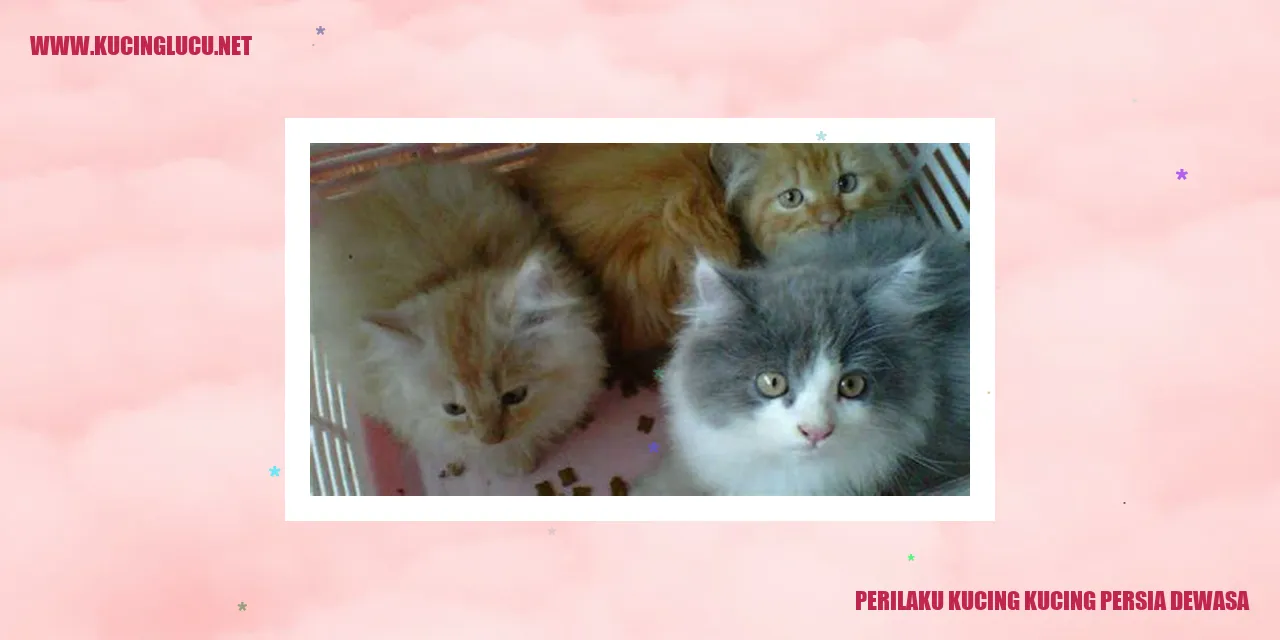 Kucing Persia Dewasa