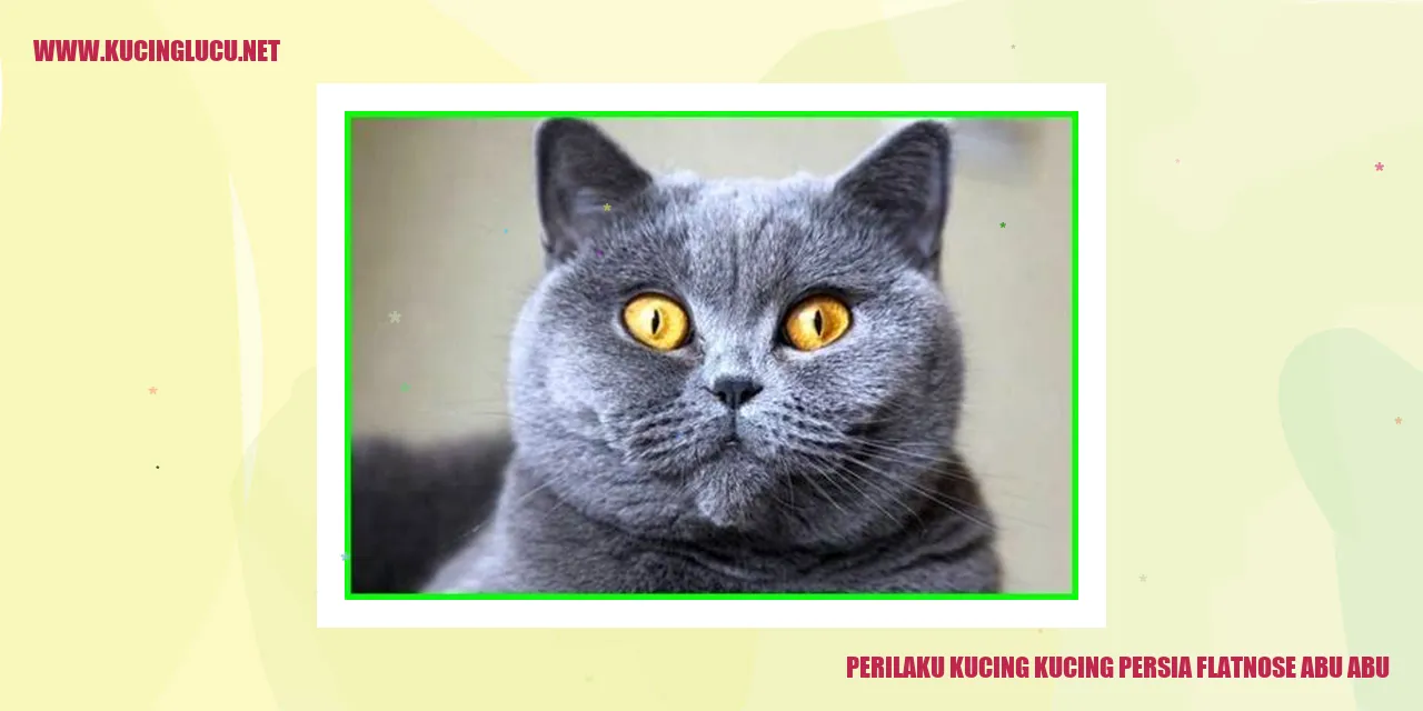 Kucing Persia Flatnose Abu Abu