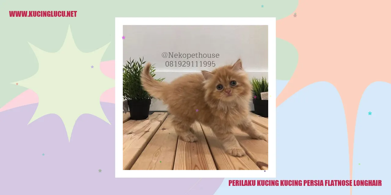 Perilaku Kucing Persia Flatnose Longhair