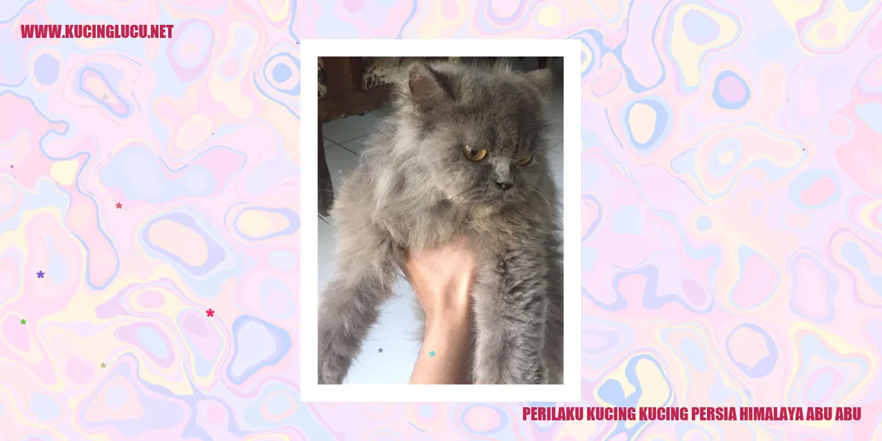 Gambar Kucing Persia Himalaya Abu Abu