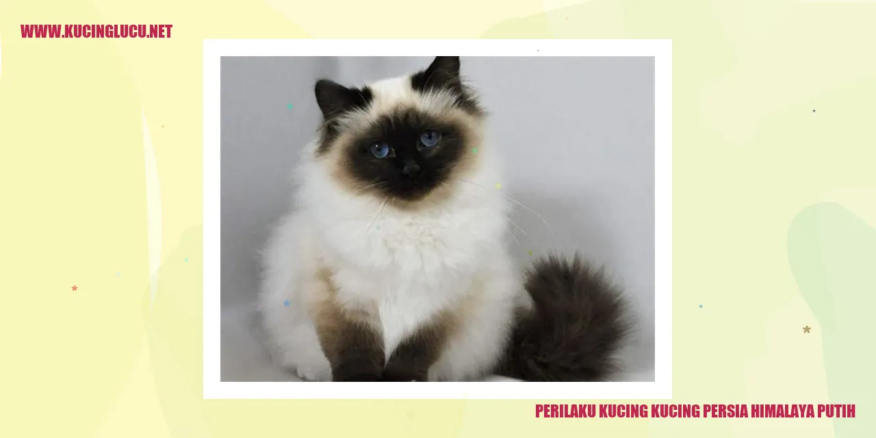 Gambar Kucing Persia Himalaya Putih