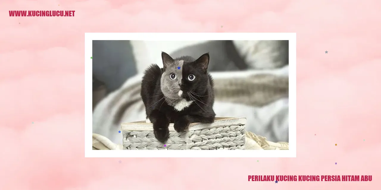 Kucing Persia Hitam Abu