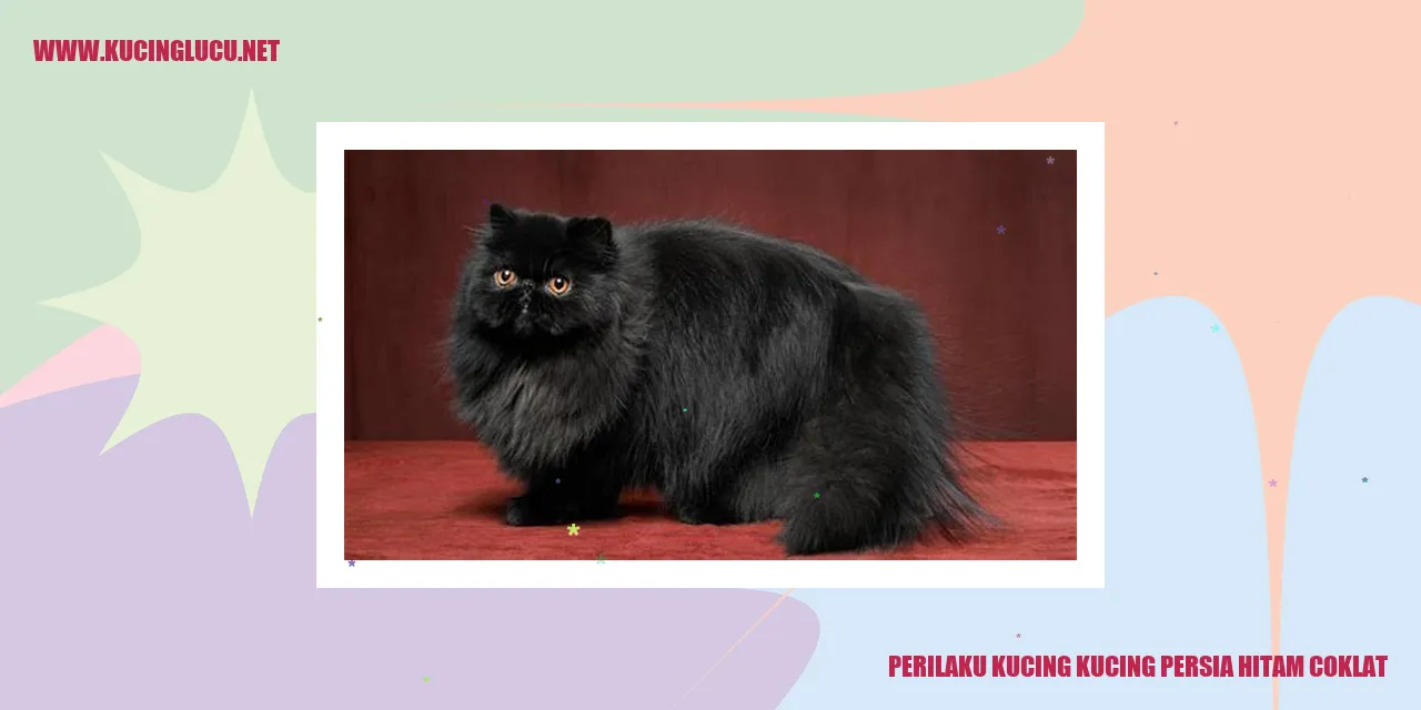 Kucing Persia Hitam Coklat