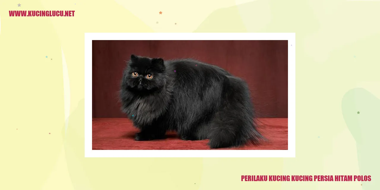 Kucing Persia Hitam Polos