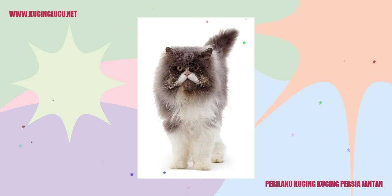 Perilaku Kucing Persia Jantan