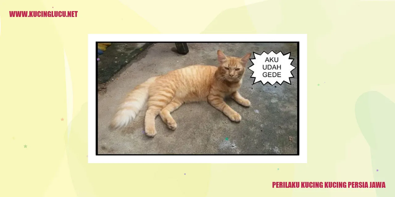 Kucing Persia Jawa yang Menarik