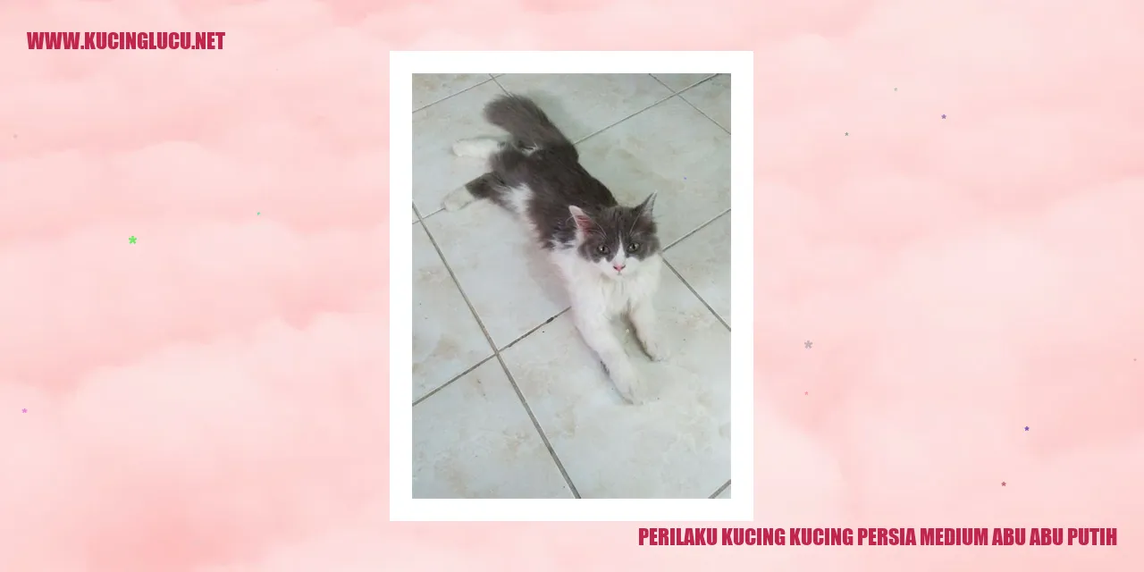Kucing Persia Medium Abu-abu Putih