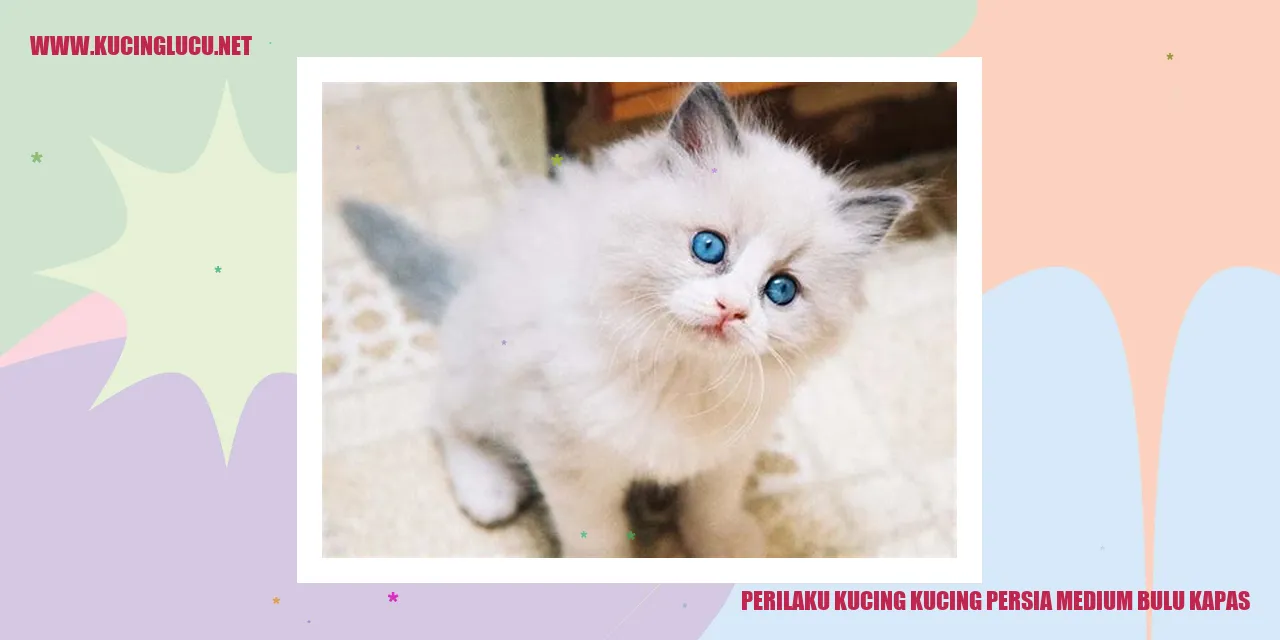 Gambar Kucing Persia Medium yang Menggemaskan dengan Bulu Kapas