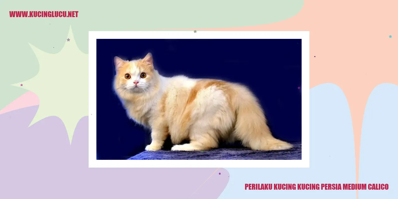 Kucing Persia Medium Calico