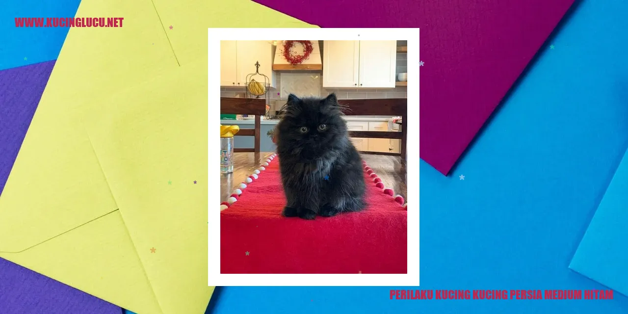 Kucing Persia Medium Hitam