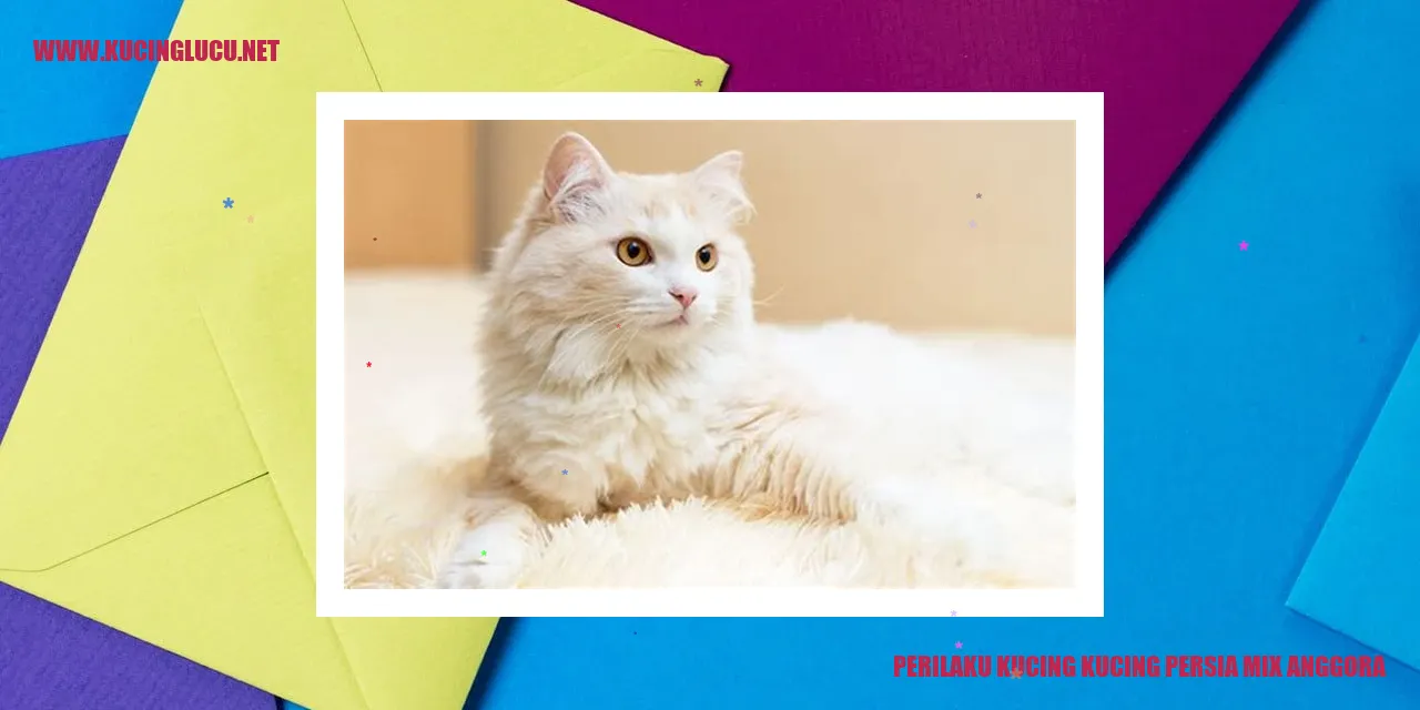Kucing Persia Mix Anggora